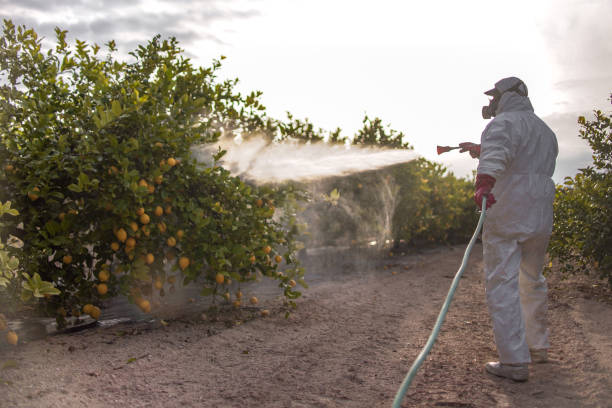 Best Pest Control Treatment  in South Lockport, NY