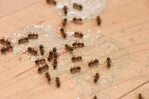 Pest Control for Restaurants in South Lockport, NY