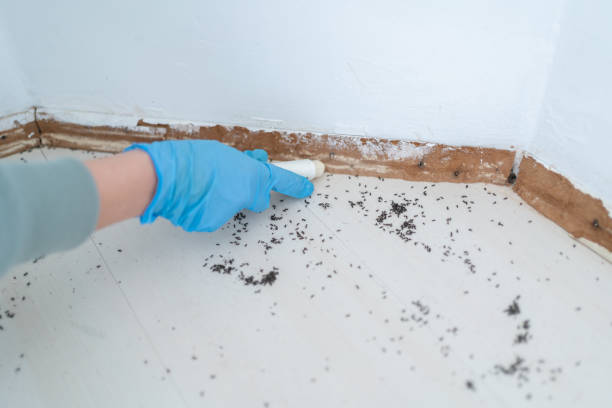 Best Rat Extermination Near Me  in South Lockport, NY